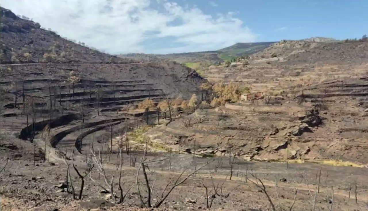 Incendio de Bejís 6 meses después: 'Lo negro sigue negro'