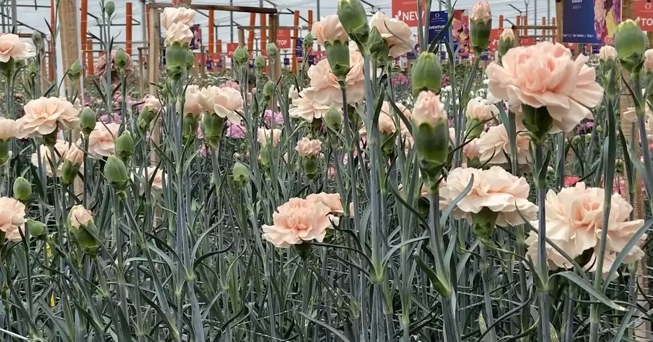 Colombia enviará 18.000 toneladas de flores a Estados Unidos para San Valentín