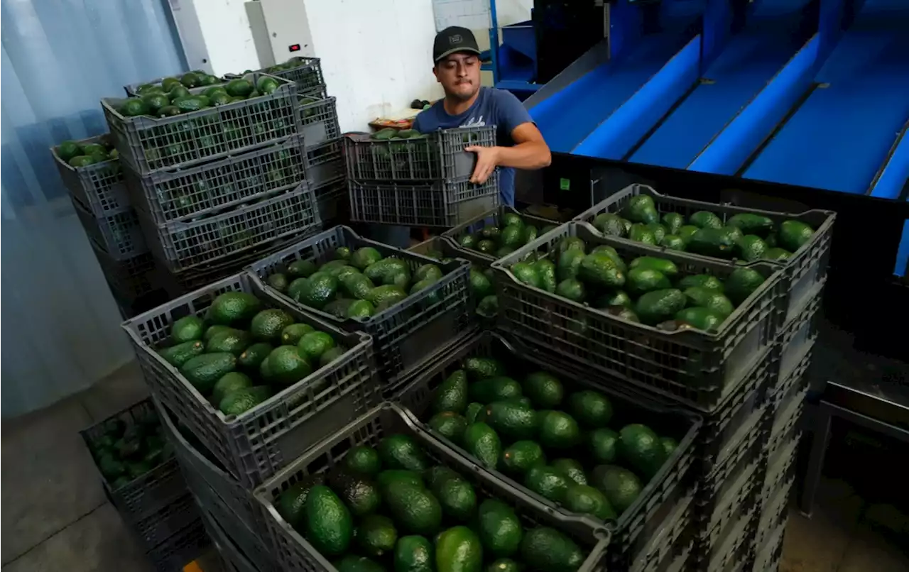 Envía Michoacán 140 mil toneladas de aguacate a EU para el Super Bowl