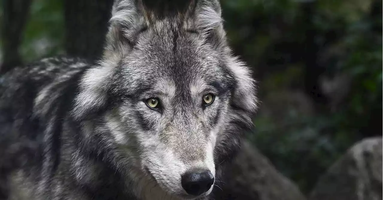 La mort d'un loup en Seine-et-Marne confirmée par les expertises