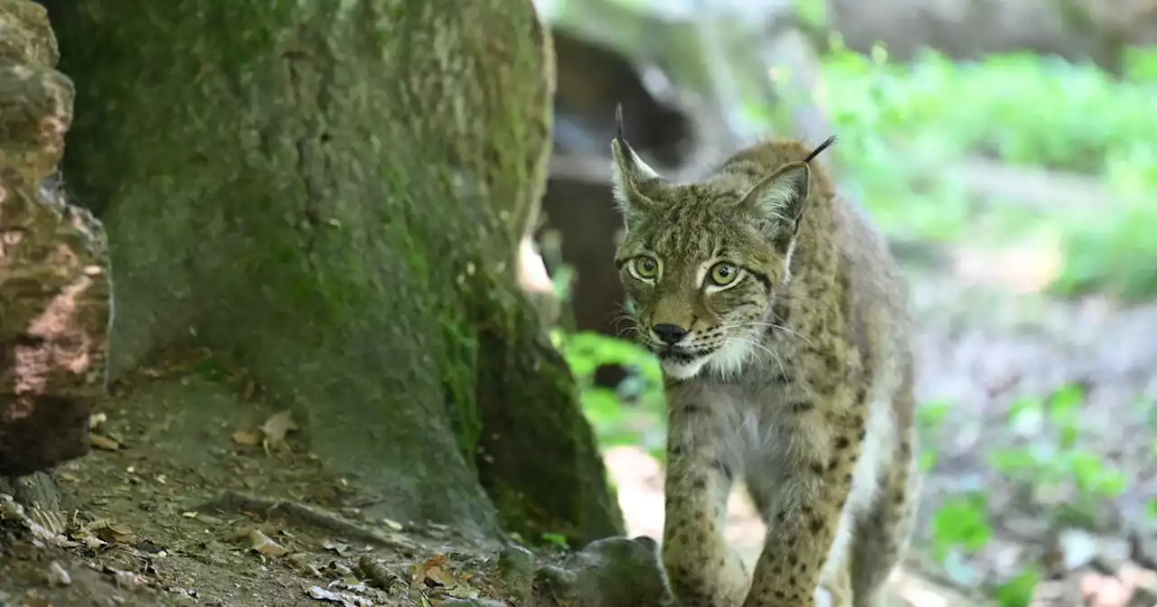 Le lynx boréal pourrait à nouveau disparaître en France d’ici 30 ans, selon une association