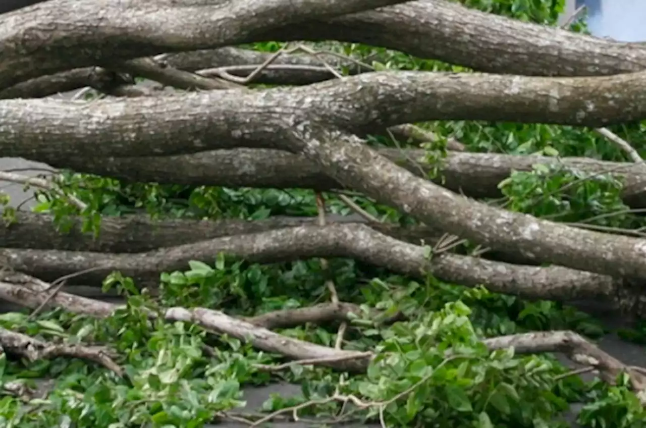 Pohon Besar Tumbang Tutup Jalur Alternatif di Sukabumi