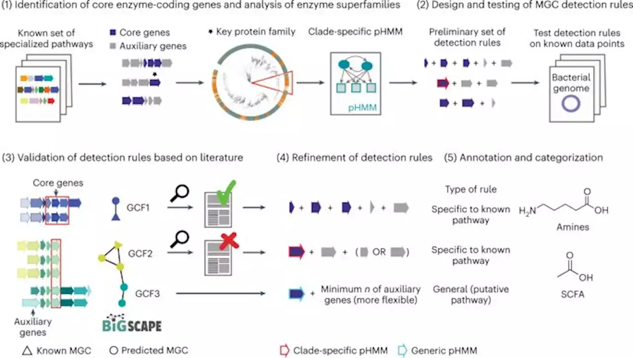 gutSMASH predicts specialized primary metabolic pathways from the human gut microbiota - Nature Biotechnology