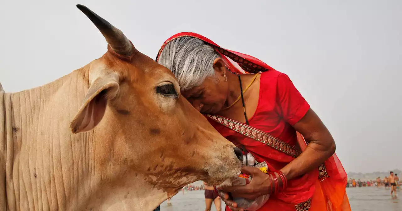 Cows in India won’t be getting Valentine’s Day hugs after all