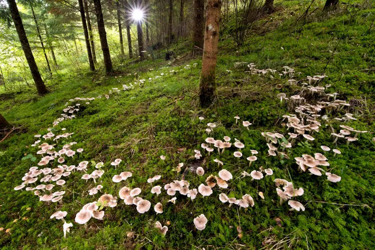 Do trees communicate via a 'wood wide web'? The evidence is lacking