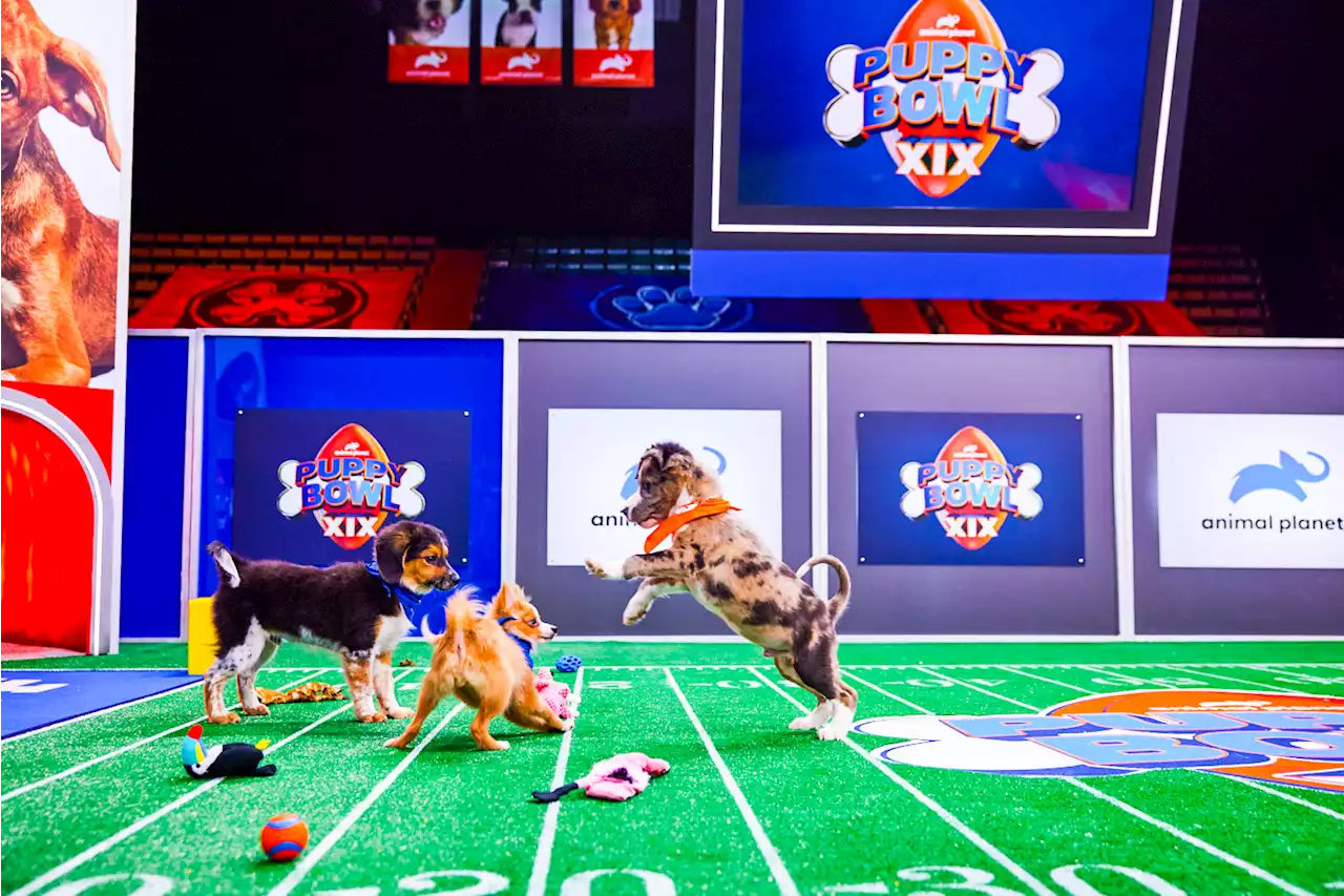 Puppy Bowl 2023 winner recap: Team Fluff takes top dog with MVP Pickle