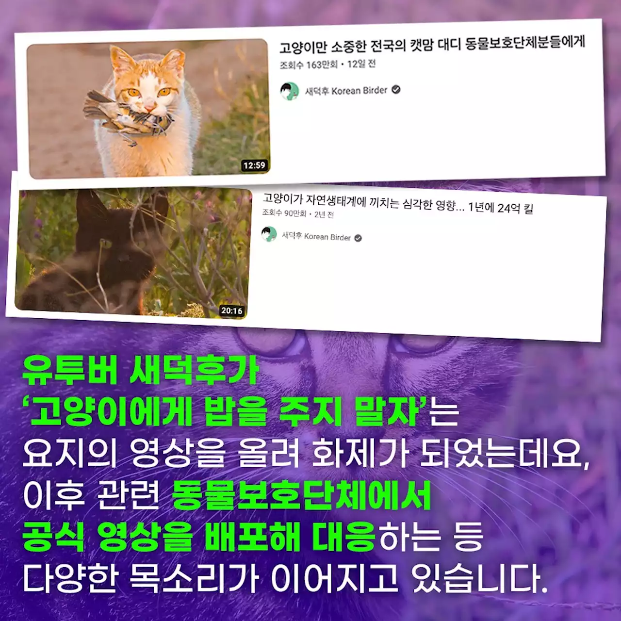 고양이에게 밥 주지 말아야 하나? '긴급토론' 열린다