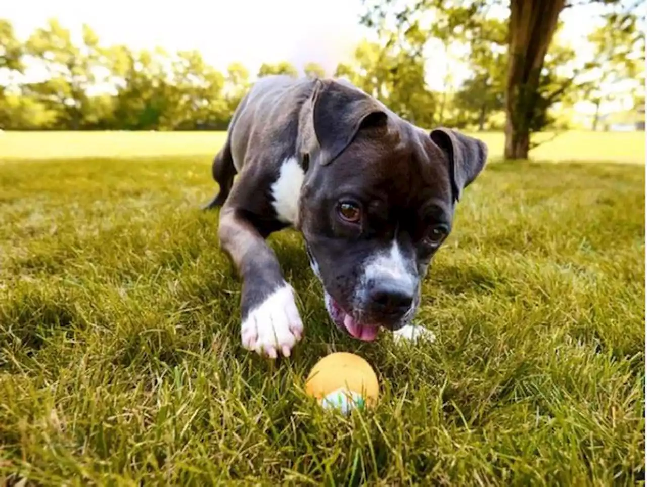 Don’t kill Pursuit the dog, central Pa. lawmaker urges Harrisburg Humane Society