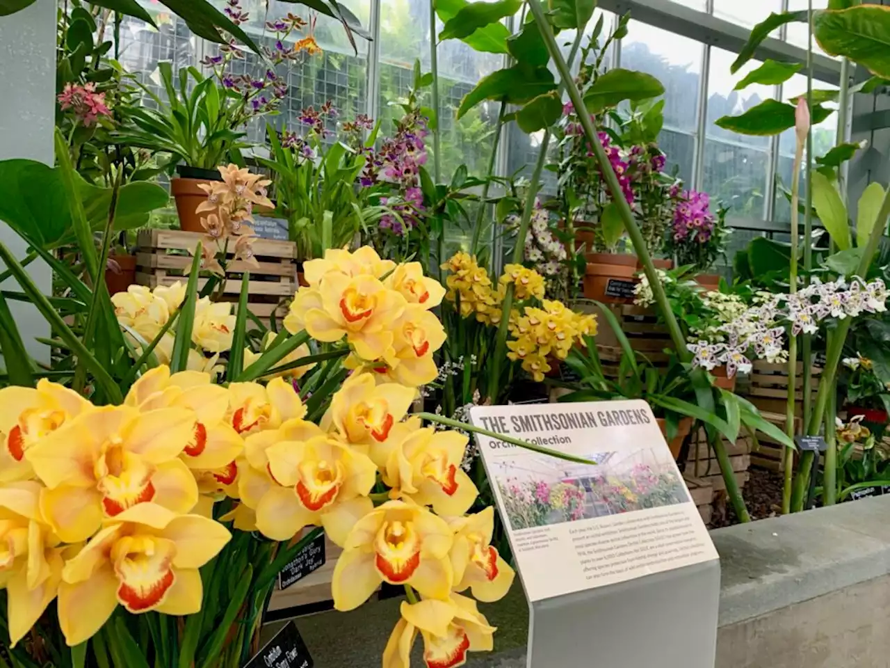 “Discover the World of Orchids” exhibit at U.S. Botanic Garden opens Feb. 17 - PoPville