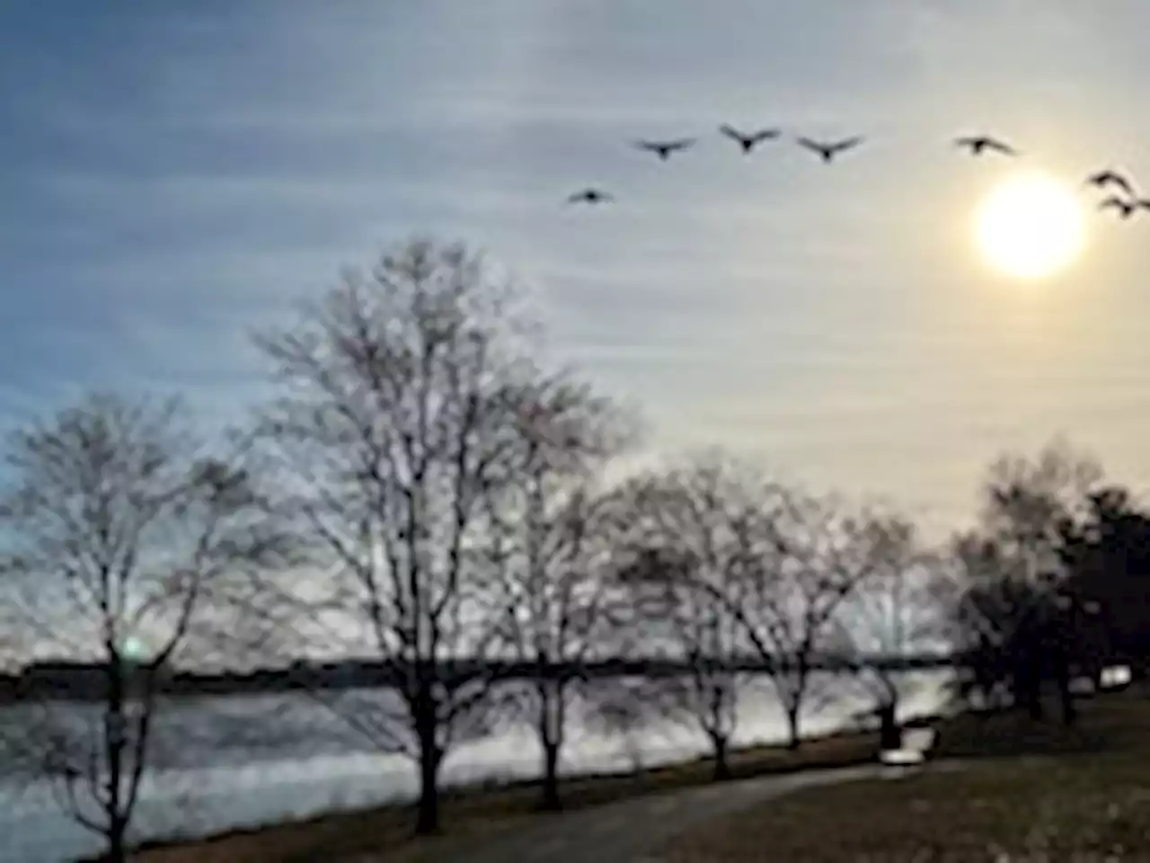 D.C.-area forecast: Another mild week in a toothless winter