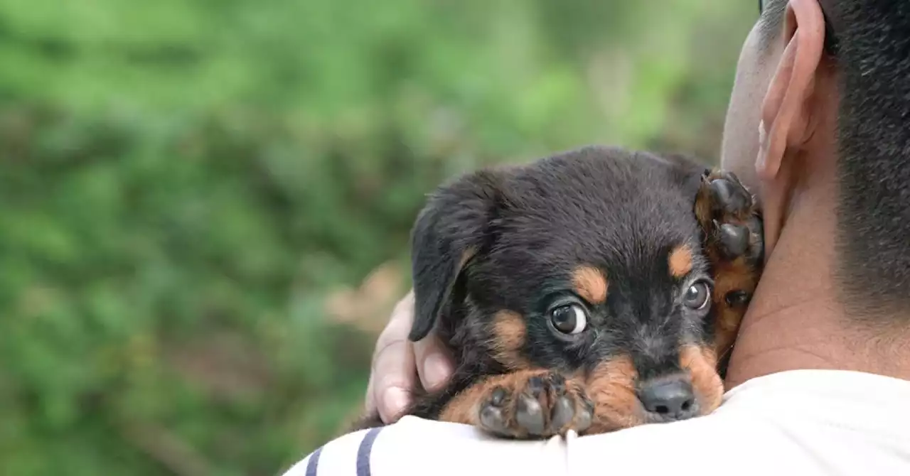 The 4 Types of Dog Parents