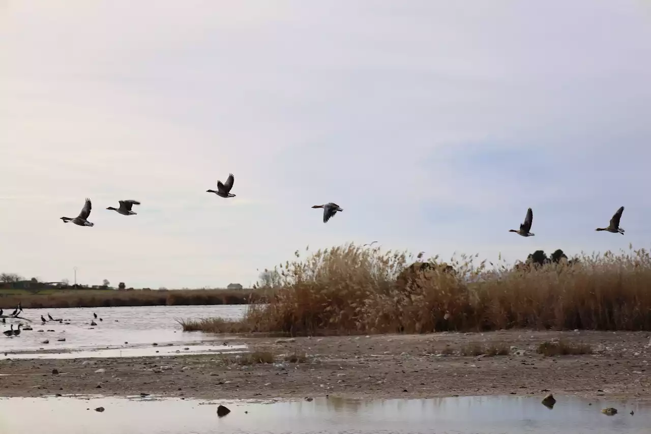 El ser humano es el responsable del 60% de las muertes no naturales de aves