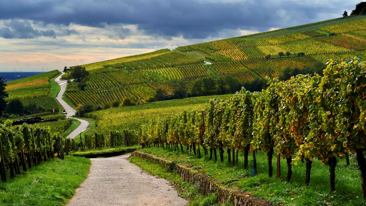 Wine Paris-Vinexpo 2023: Paris, capitale de la planète vin