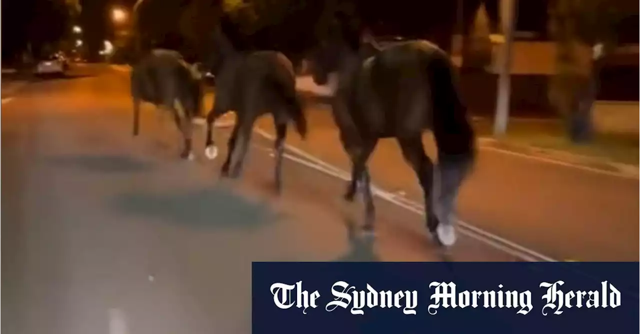 Three horses captured after galloping through main roads in Sydney’s south