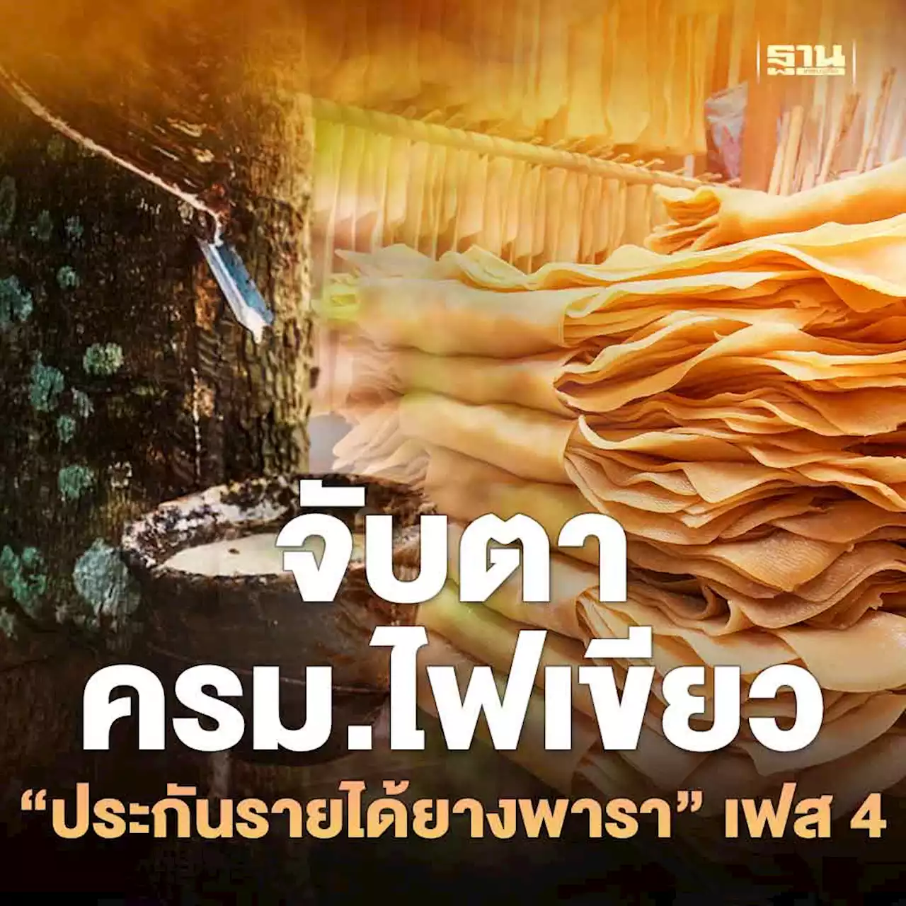 จับตา ครม.ไฟเขียว “ประกันรายได้ยางพารา” เฟส 4