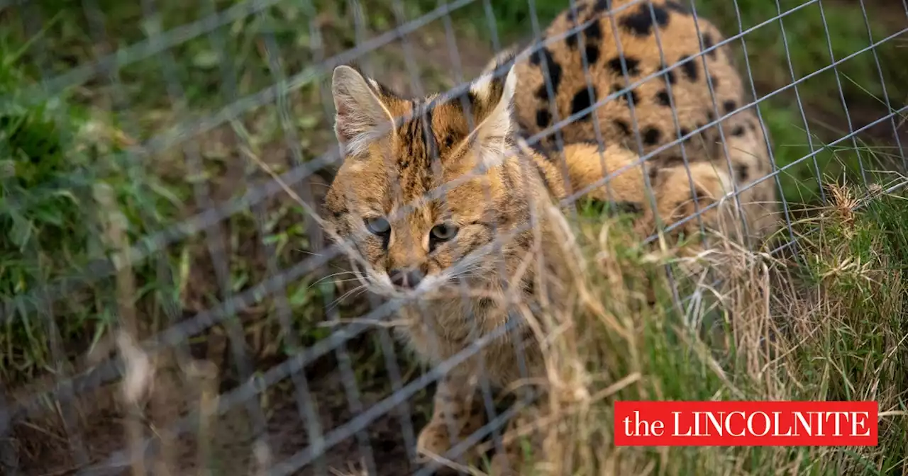 The Tiger King Effect: How a Lincolnshire rescue sanctuary is tackling the exotic pet trade