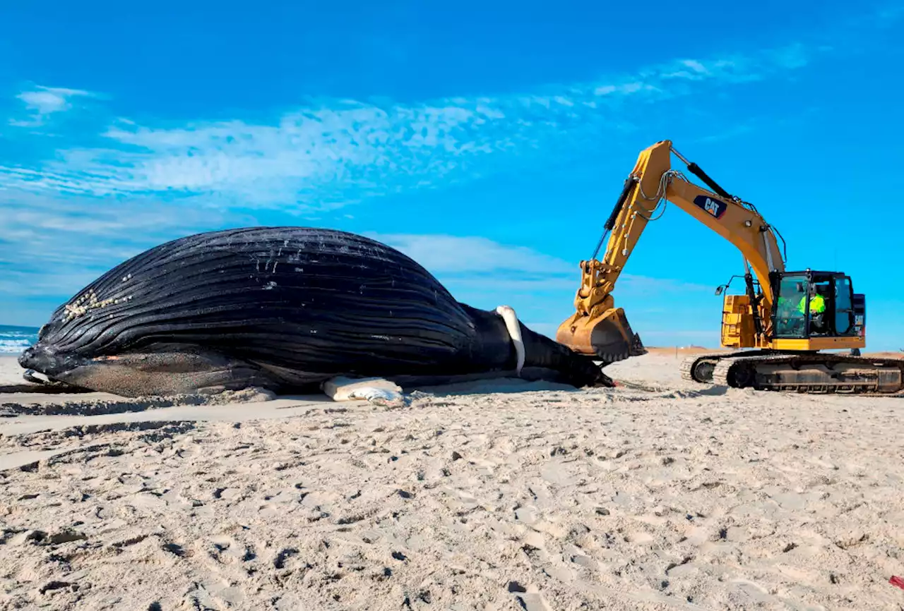 Whales Are Dying Along the East Coast. A Fight Is Surfacing Over Who's to Blame