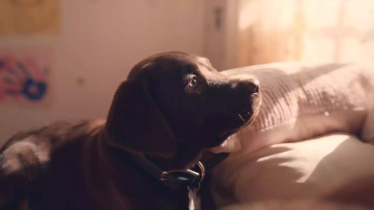 Complete results, 1 through 51, from USA TODAY Ad Meter's Super Bowl commercials