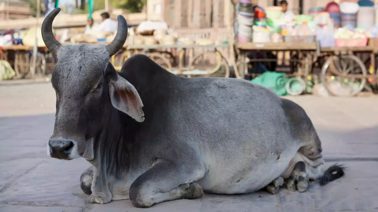 Saint-Valentin : l'Inde appelle à «faire un câlin à une vache», avant de se rétracter