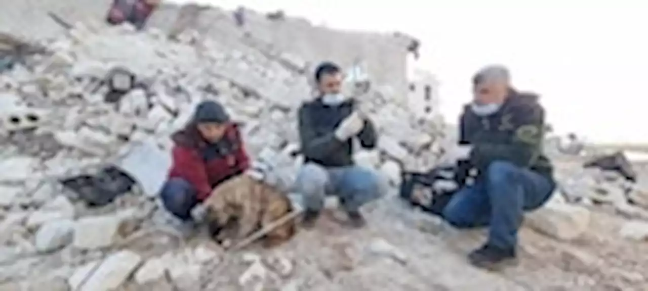 Syrian veterinarians save pets, farm animals who lost their humans in earthquake