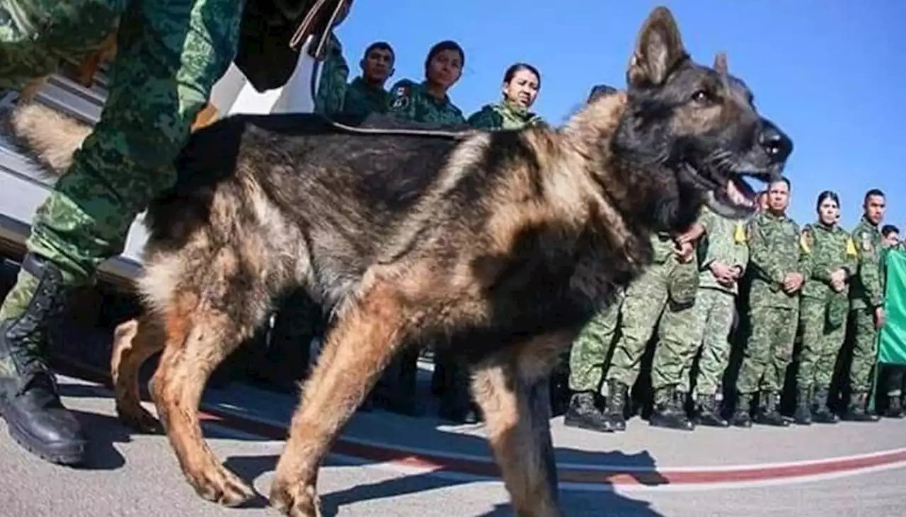 ‘Proteo’, el perro que ayudó a sobrevivientes en Turquía, murió en labores de rescate