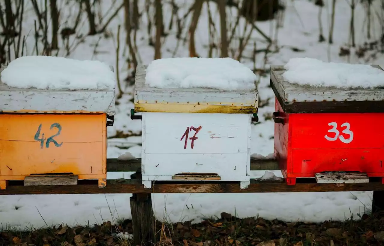 Comment les abeilles se tiennent-elles chaud durant l’hiver ?