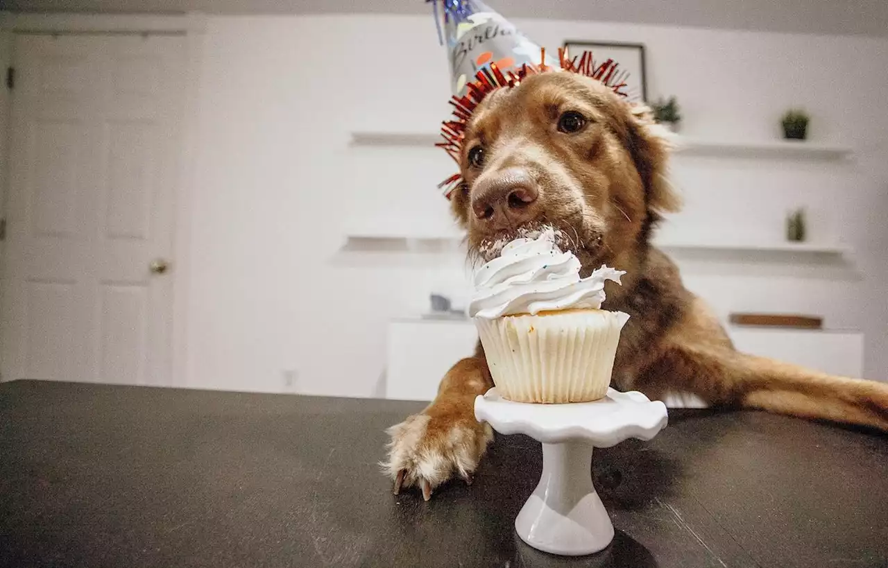 Des gamelles de haute volée pour chiens gastronomes