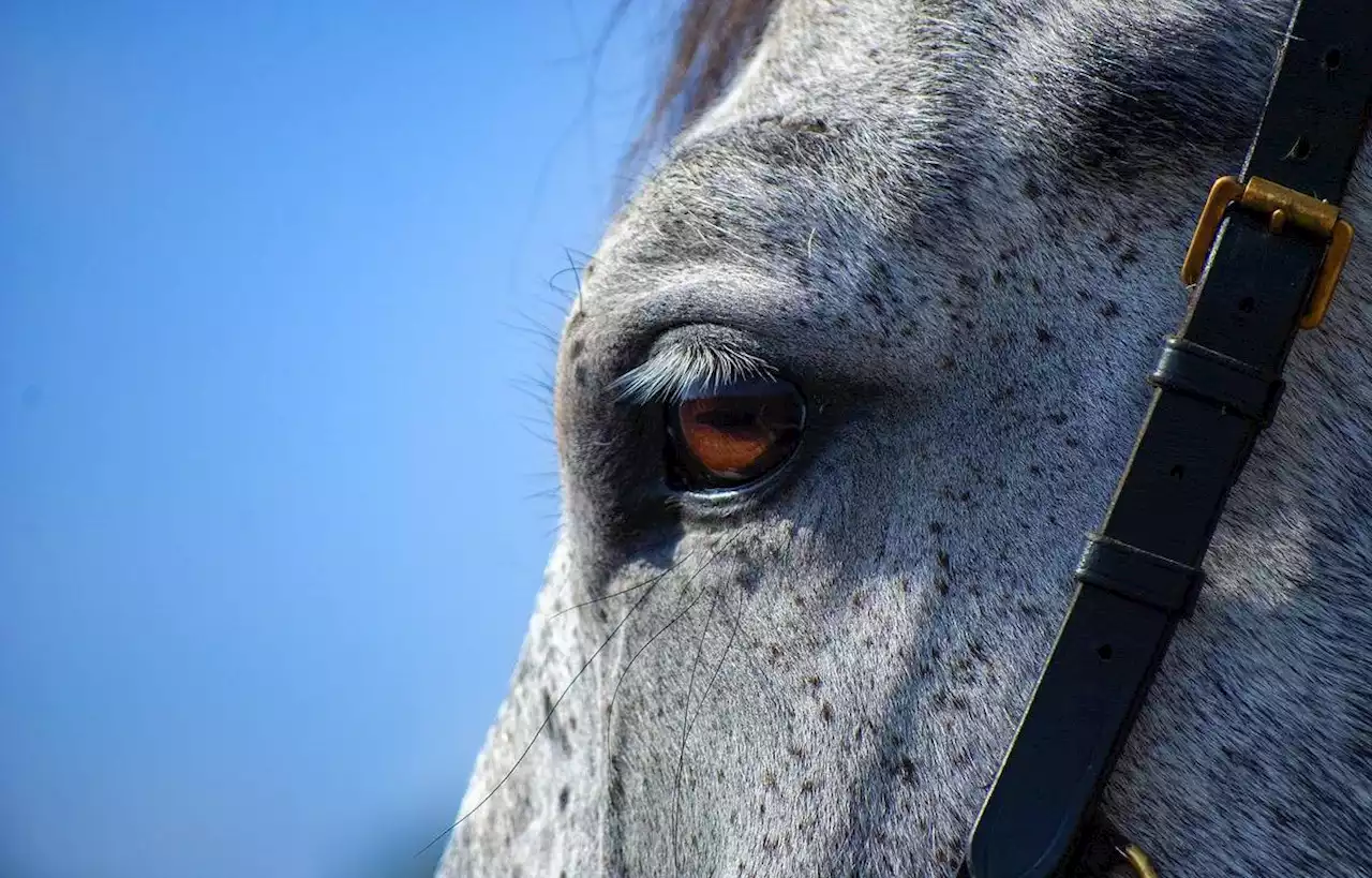 Le Salon du Cheval d’Albi n’a pas désempli du week-end