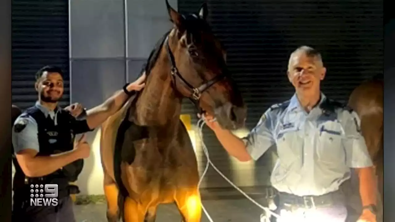 Three horses recaptured after goose chase around southern Sydney