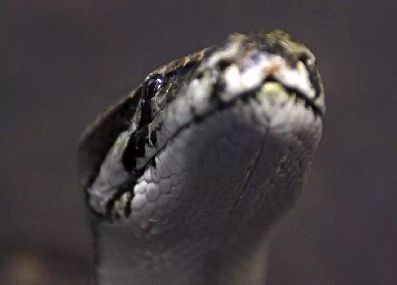 Possums, raccoons with GPS collars used to track, kill Florida pythons