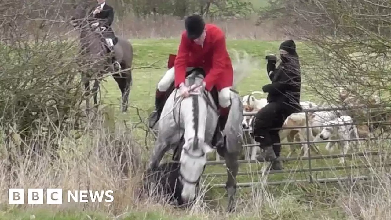 Man arrested after hunt saboteur is hit by horse