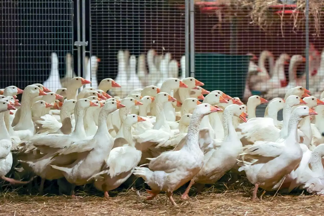 Mehrere Fälle von Vogelgrippe in Bayern