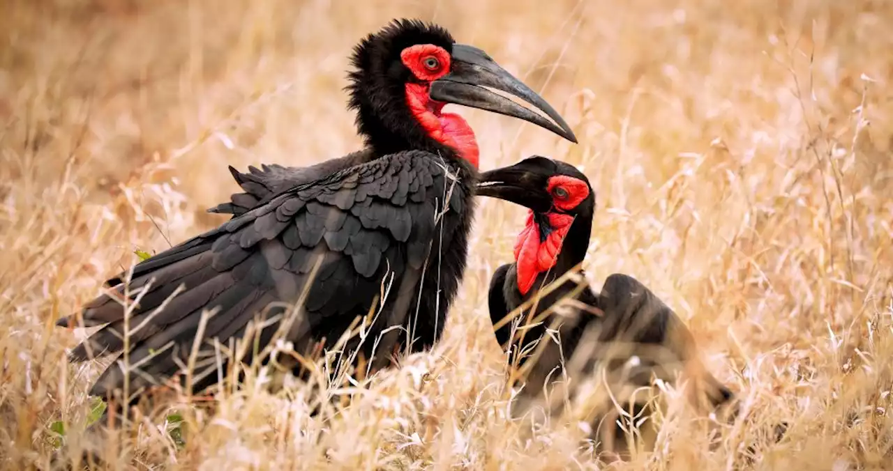 Valentinstag: Wenn Tiere flirten – mit Strohhalm oder Fliegen