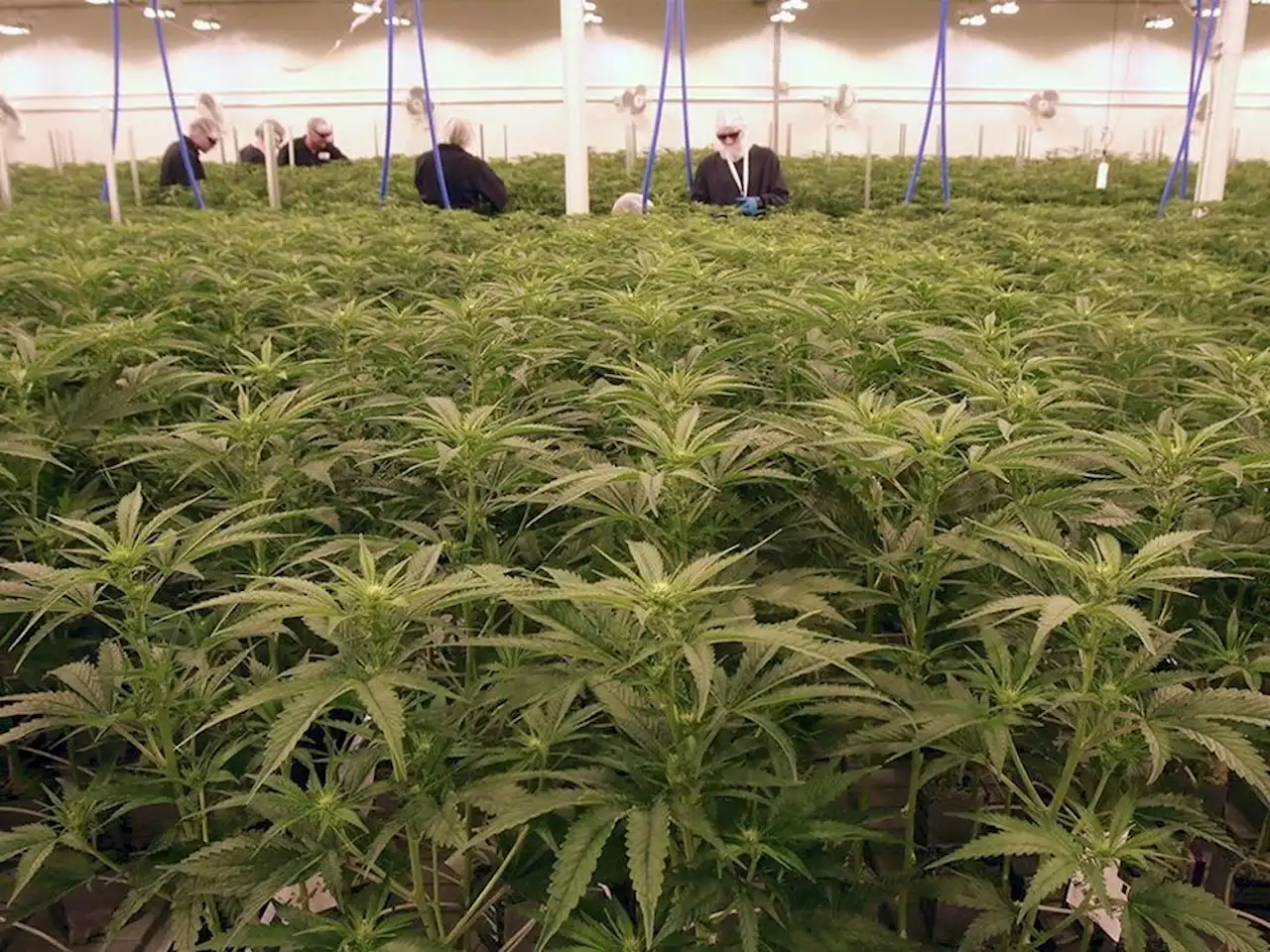 Calgary-based cannabis producer SNDL trims nearly 100 jobs