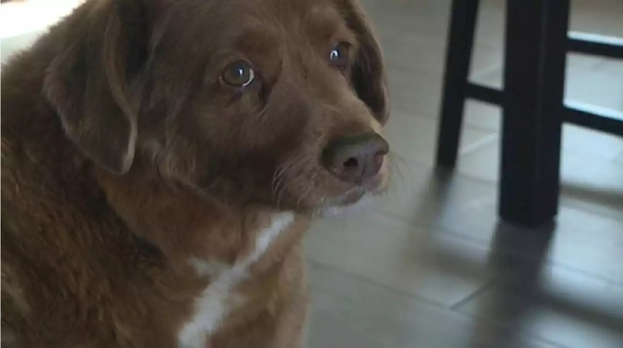 World’s oldest dog Bobi, 30, is also one of the luckiest