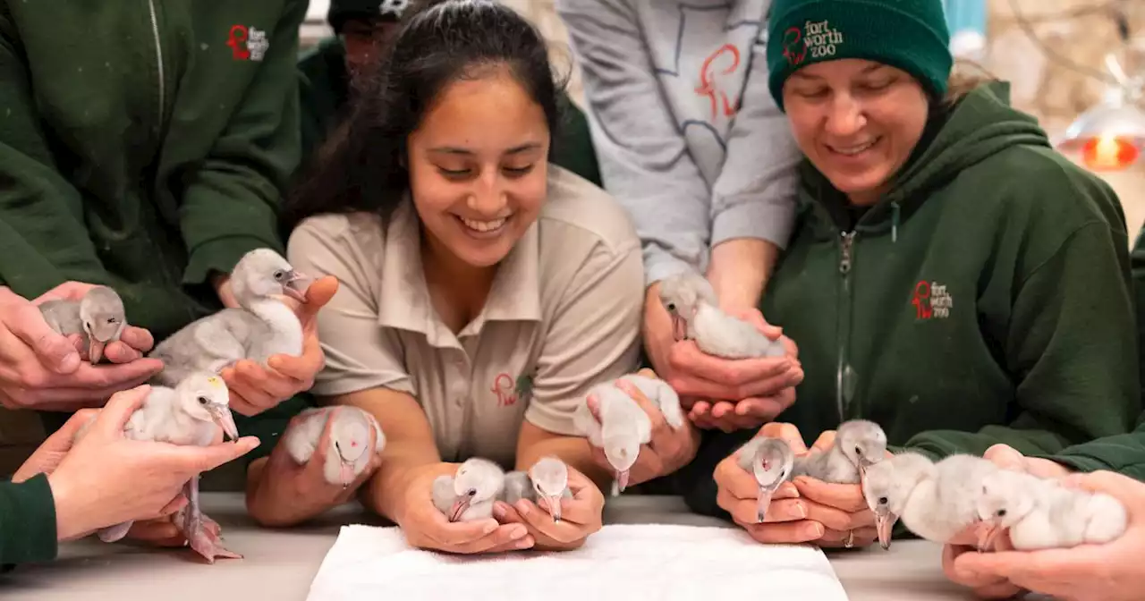 Fort Worth Zoo celebrates birth of 17 nearly threatened lesser flamingo chicks