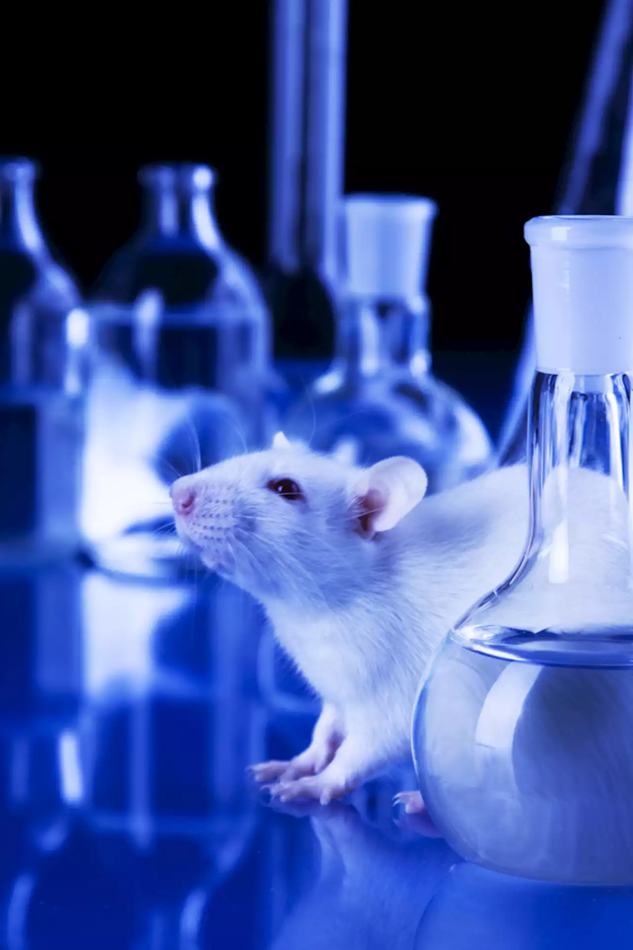 The History of the Lab Rat