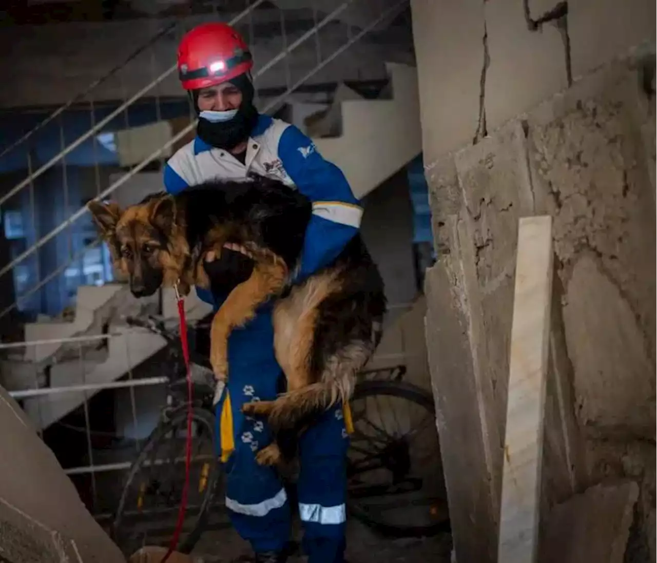 Sismo en Turquía y Siria: incrementa el número de mascotas rescatadas