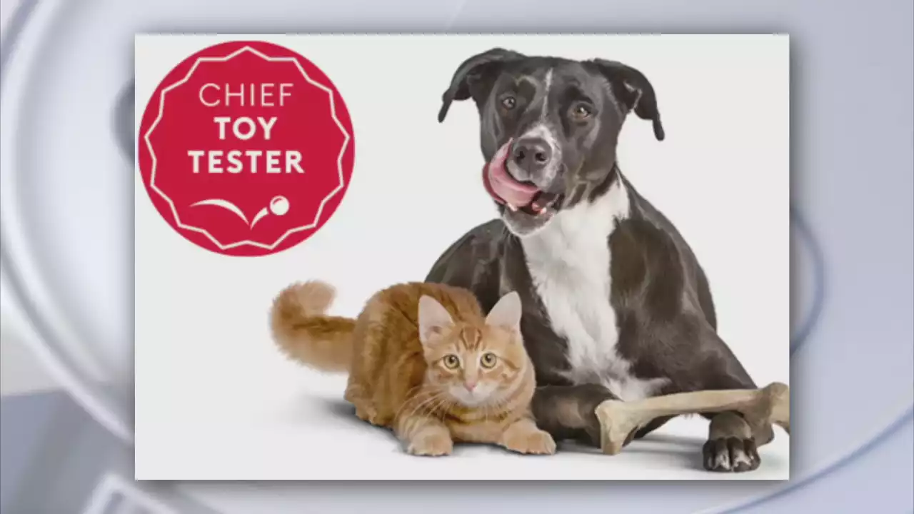 Deadline quickly approaching to sign up your pet to be PetSmart's Chief Toy Tester