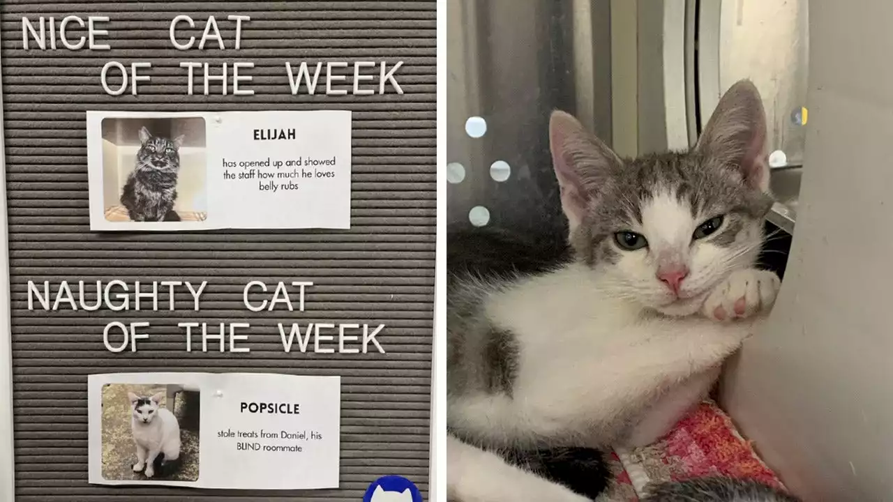 California cat shelter goes viral for sharing its hilarious 'nice or naughty' feline of the week