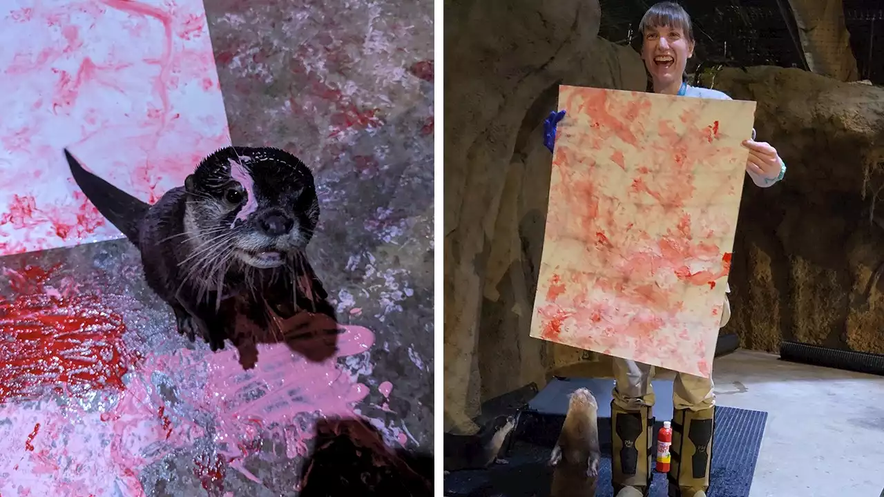 Otters at New Hampshire aquarium spread Valentine's Day love by 'painting' their own Valentines