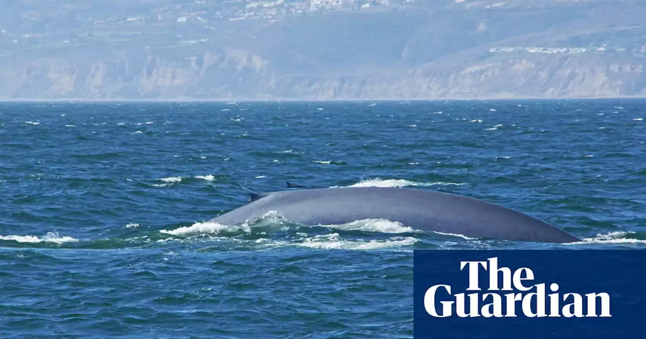 Deep sea mining noise poses harm to blue whales, scientists warn