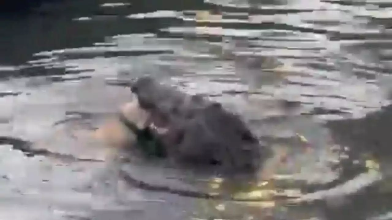 FUERTE VIDEO | Un cocodrilo captura y devora a un perrito en la Laguna del Carpintero