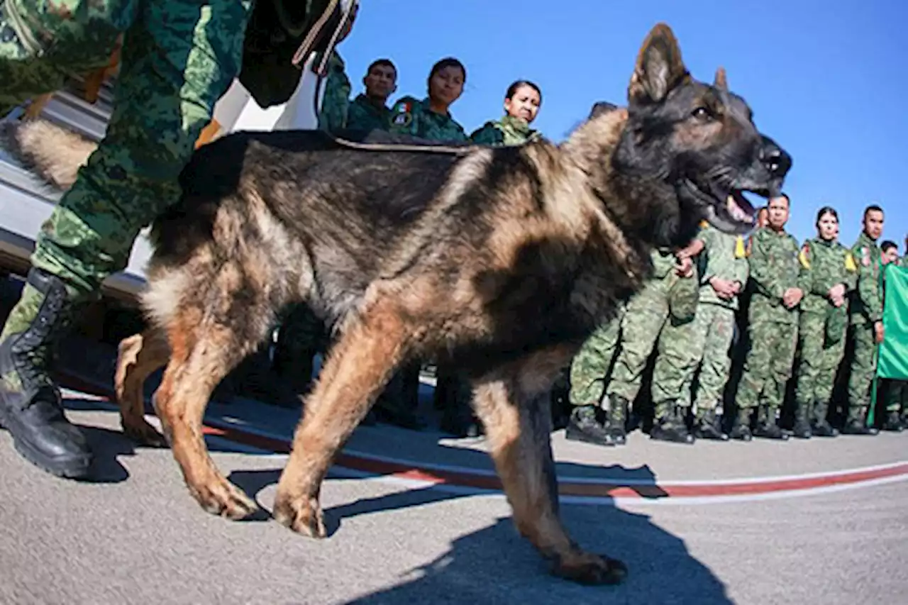 トルコ派遣の救助犬「殉職」 - トピックス｜Infoseekニュース