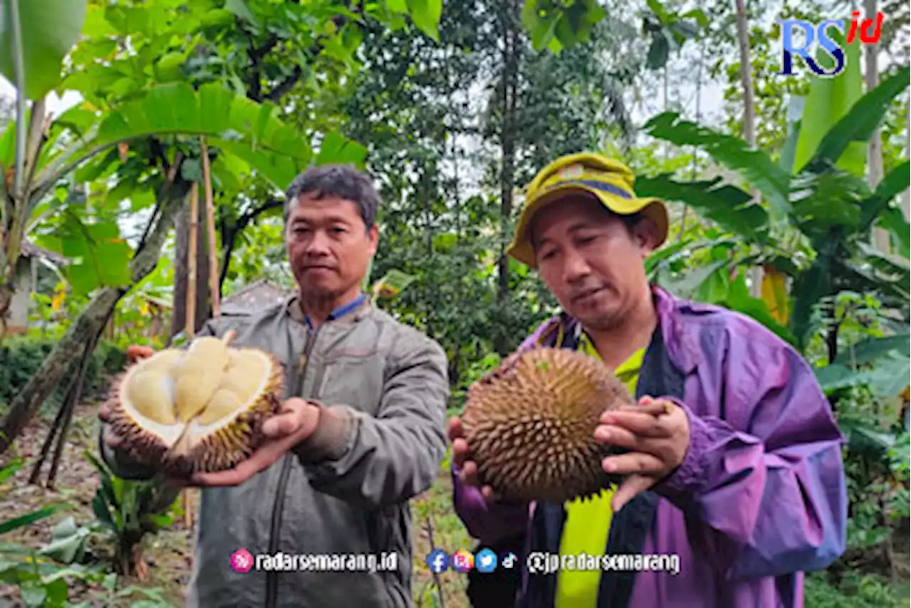 Kecil-kecil Cabe Rawit, Durian Milky di Kabupaten Batang Ramah di Kantong