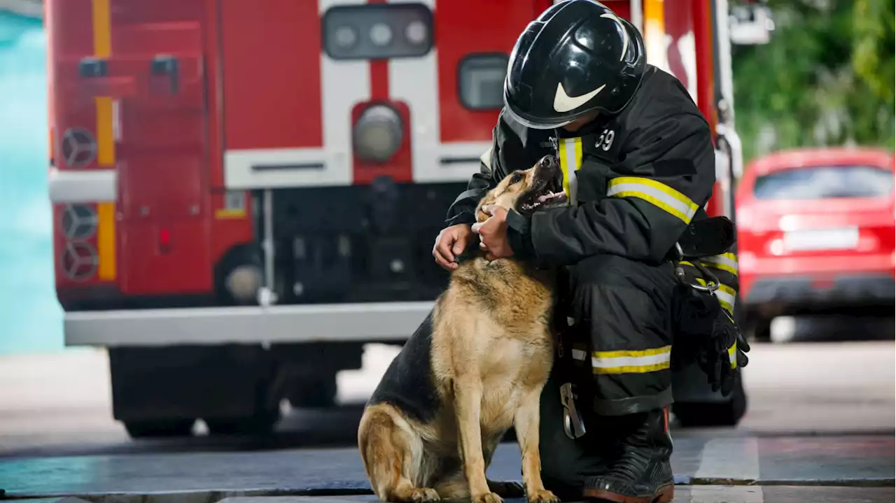 Neighbors rush to fire at doggie daycare, helping to rescue the dogs