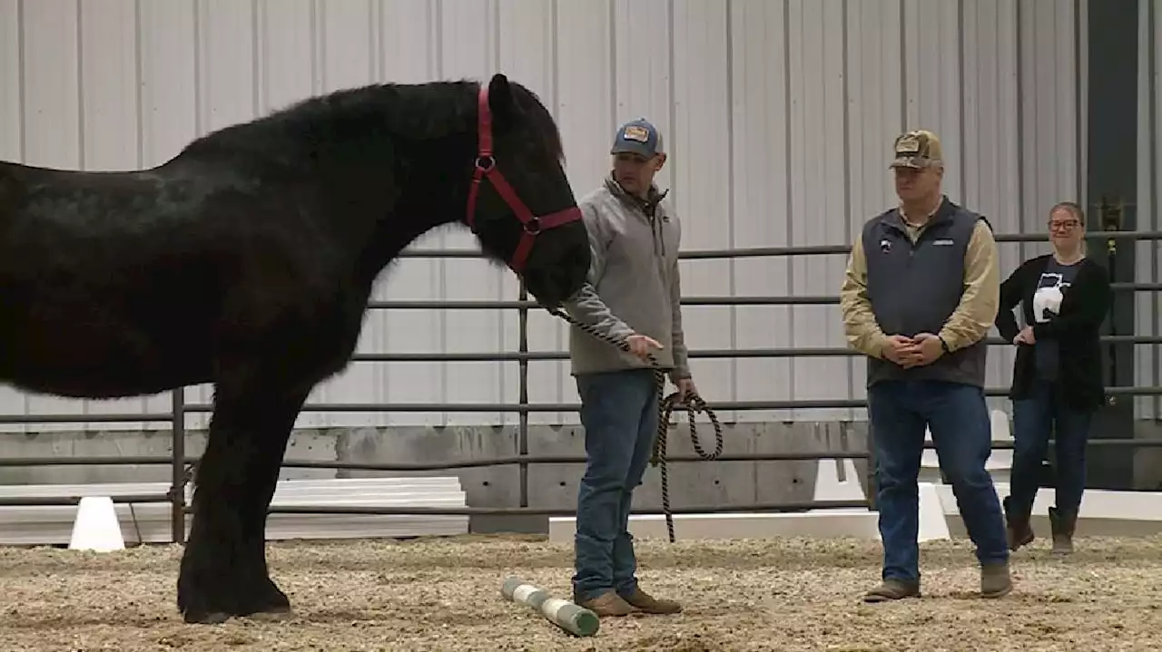 USU instructors use horses to help veterans suffering with PTSD