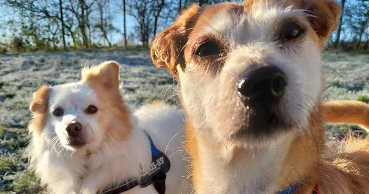 Dogs who’d 'never been stroked' looking for special home together