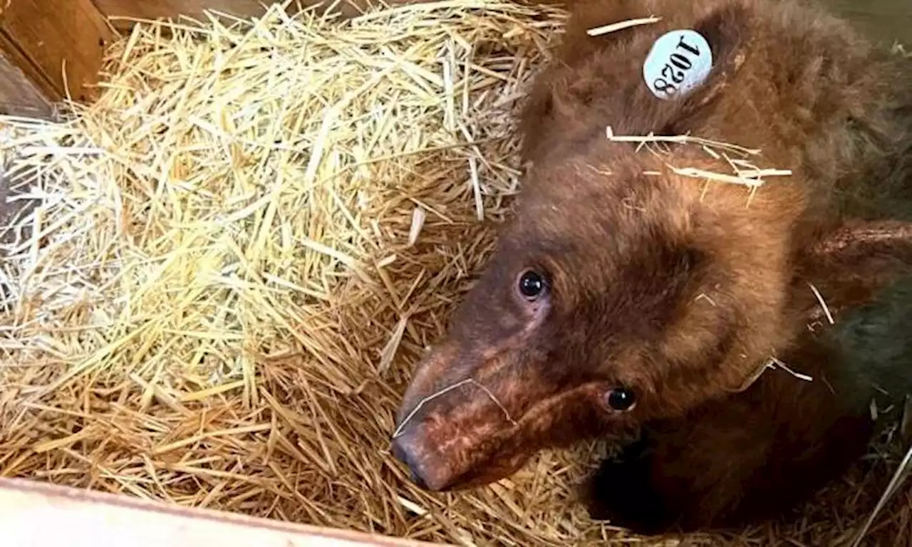 Bear who doesn’t like people escapes Tahoe wildlife center