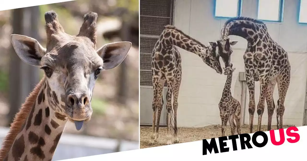 Giraffe dies after breaking his neck when it got stuck in zoo gate